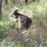 bush-wallaby